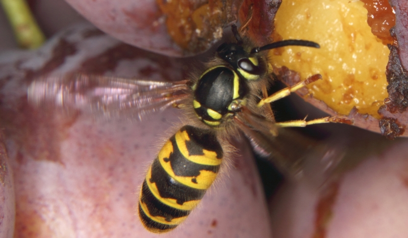 Gemeine Wespe (<i>Vespula vulgaris</i>)